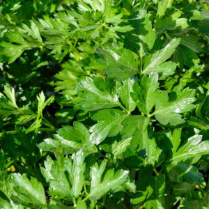 Patrunjel frunza neteda Gigante d'Italia (3 g), seminte planta aromatica Petroselinum crispum, frunze foarte mari, Nova Sem