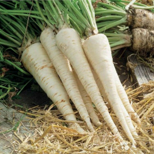 Patrunjel radacina (4 g), seminte soi productiv, Mefim Agro
