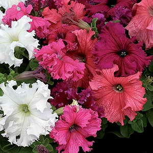 Petunie fimbriata mix (0,2 g) seminte Petunia fimbriata, petale superbe cu margini gofrate, zimtate, Opal