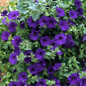 Petunie mov (0,05 g), seminte Petunia hybrida, flori mari violet, deosebit de frumoase, Agrosem
