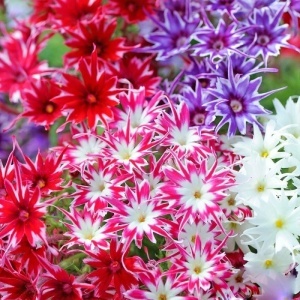 Phlox Stelat mix - Floks (0,5 g) seminte Phlox drummondii Stellar, flori stelate nuante vibrante, Legutko