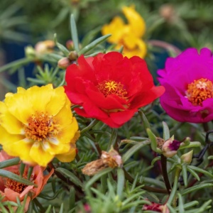 Portulaka Flori de Piatra mix (0,5 g) seminte Portulaca grandiflora culori intense, inflorire spectaculoasa, Legutko - Img 3