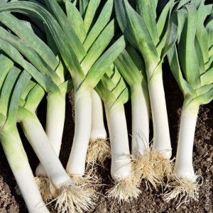 Praz Monstrueux de Carentan 2 (6 g), seminte soi mediu-timpuriu productiv, praz mare, Raci Sementi - Img 3