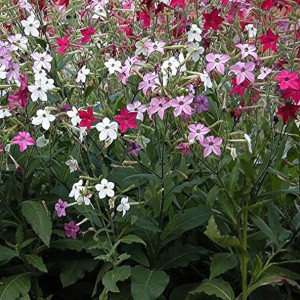 Regina Noptii amestec de culori (0,25 g), seminte planta ornamentala anuala Nicotiana alata, flori parfumate, colorate, Kertimag - Img 2