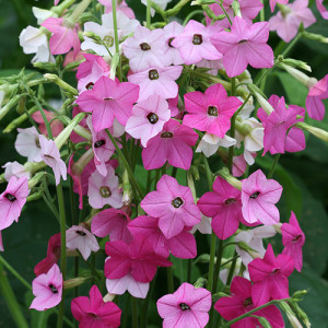 Regina Noptii pitica mix (0,1 g), seminte planta ornamentala anuala Nicotiana sanderae, flori parfumate, colorate, Agrosem
