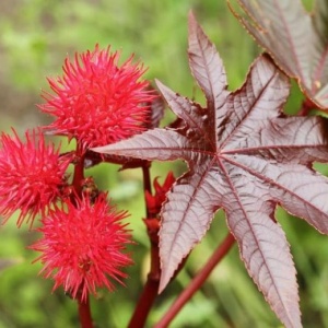 Ricin (3 g) seminte planta ornamentala anuala Ricinus communis, Kertimag - Img 3