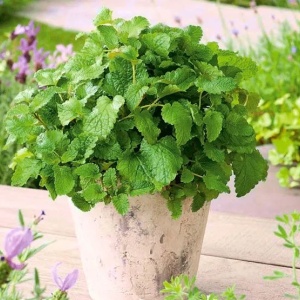 Roinita (1 g) seminte planta aromatica medicinala perena Melissa officinalis, lamaita parfumata, Kertimag - Img 3
