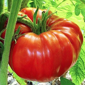 Rosii Fantezie (0,2 g) seminte tomate nedeterminate gigant, gust traditional excelent, culoare rosu intens, Opal