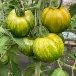 tomate green zebra pe planta