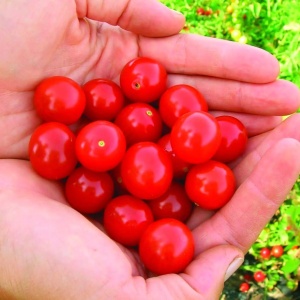 Rosii Moncherry F1 (0,5 g) seminte tomate cherry hibrid nedeterminat, gust deosebit, rezistente la crapare, Prima Sementi - Img 2