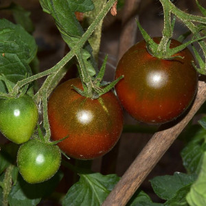 Rosii Nero di Crimea (0,4 g), seminte tomate Black Krim soi extratimpuriu, crestere nedeterminata, fructe extrem de aromate, Prima Sementi - Img 1