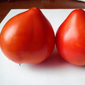 Rosii Prekos F1 (250 seminte) hibrid semideterminat, tomate tari, foarte dulci, Geosem Select