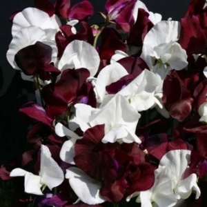 Sangele Voinicului Night & Day (3 g) seminte Lathyrus odoratus catarator, flori foarte parfumate visiniu cu alb, Legutko - Img 2