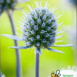 Plic semințe Scai vânăt soi peren Eryngium planum ambalaj original