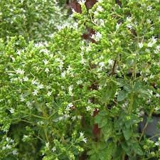 Sovarf alb (0,15 g) seminte Origanum hirtum, Oregano alb grecesc, planta aroma foarte puternica, Opal