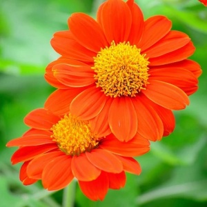Titonia (1 g) seminte Tithonia rotundifolia, Floarea Soarelui Mexicana cu flori portocaliu intens, Kertimag