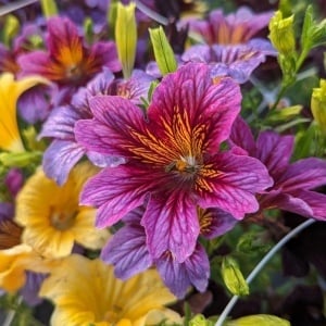 Trompetuta mix (0,5 g) seminte Salpiglossis sinuata, flori forma palnie, culori stralucitoare, Kertimag - Img 3