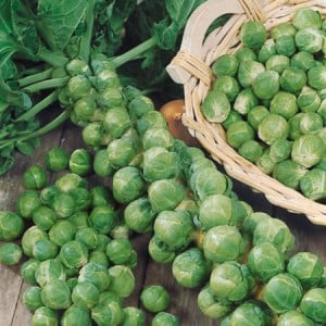 Varza de Bruxelles verde (1,5 g), seminte soi rezistent la temperaturi scazute, Agrosem