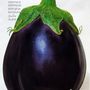 Vinete Black Beauty (4 g), seminte soi semitimpuriu, vinete pulpa alba, gust placut, Raci Sementi - Img 2