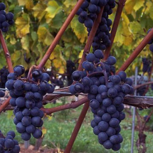 Vita de vie altoita Othelo (1 butas), vie struguri negri de vin, vie productiva, rezistenta, Yurta - Img 2