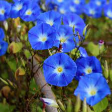 Zorele urcatoare albastre (1 g), seminte planta ornamentală Ipomoea purpurea cataratoare, flori mari albastre, Agrosem - Img 2