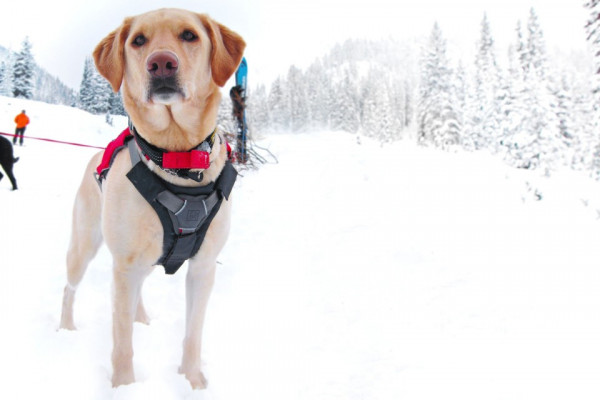 Protectie ham Ruffwear - XS - Twilight Gray
