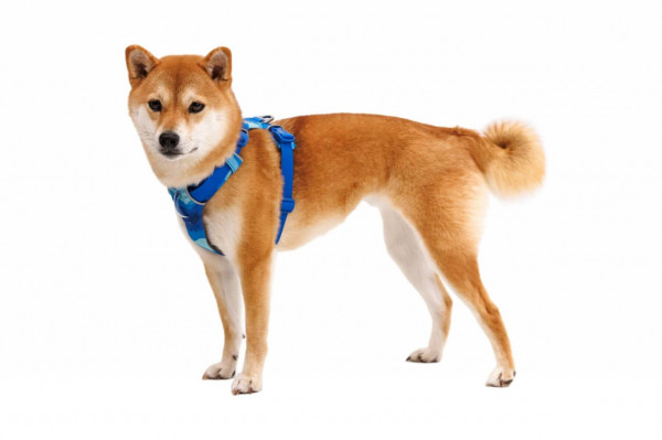 Ham Front Range Ruffwear - L-XL - Coastal Mountains