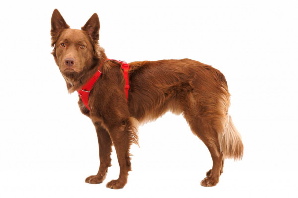 Ham Front Range Ruffwear - M - Red Canyon