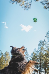Jucarie Ruffwear Toadstool - Gray Sky - Img 2