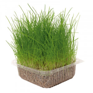 Castron Nayeco Bamboo - 1000ml - Bej - Img 4