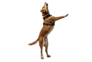 Ham Front Range Flex Ruffwear - XS - Deep Teal - Img 4