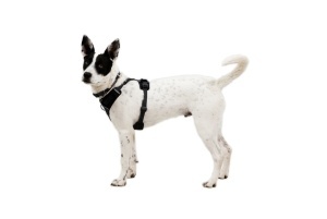 Ham Front Range Flex Ruffwear - XS - Basalt Grey - Img 3