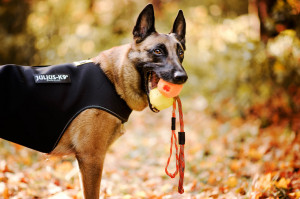Vesta neopren Julius K9 - M - Roz - Img 3