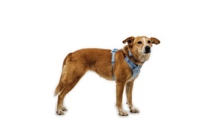 Ham Front Range Flex Ruffwear - S - Polar Blue - Img 3