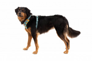 Ham Front Range Ruffwear - L-XL - Spring Mountains