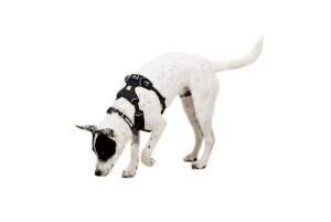 Ham Front Range Flex Ruffwear - S - Basalt Grey - Img 4