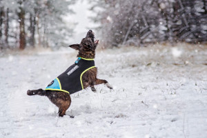 Vesta neopren Julius K9 - S - Roz - Img 2