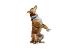 Ham Front Range Flex Ruffwear - S - Polar Blue - Img 4